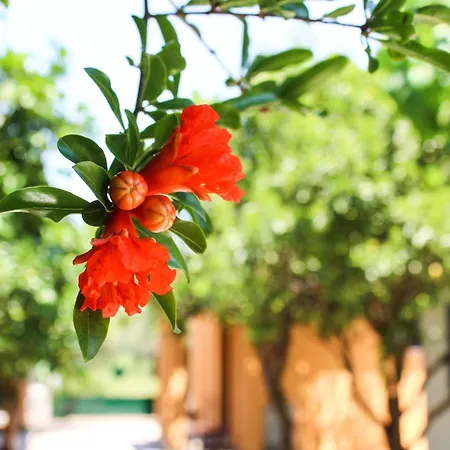 Xristina Studios Apartment Vasiliki (Lefkada)